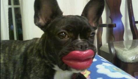 Dog with big lips : r/MadeMeSmile