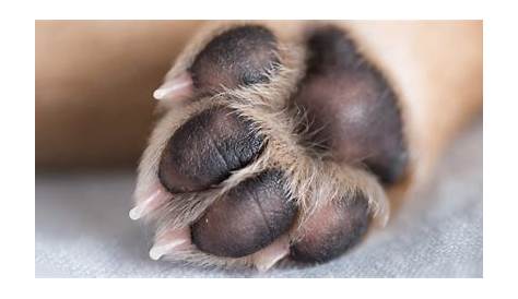 What color should a dog's paw pad be? [Depends on Age and Breed]