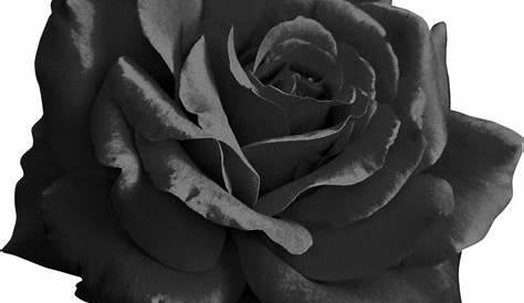 The Rose & Crown - Black Rose Border Png - Free Transparent PNG