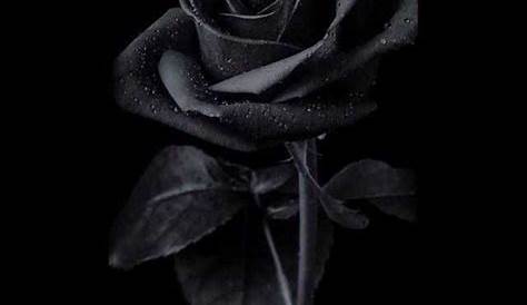 Black Rose Wallpaper Iphone