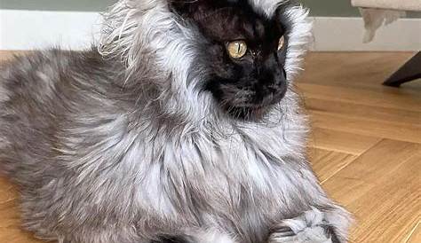 Black Maine Coon Cats - Everything You Need To Know - Pets Gal