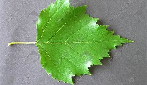 Schwarz-Birke (Betula nigra): Blatt / Blattunterseite bestimmen