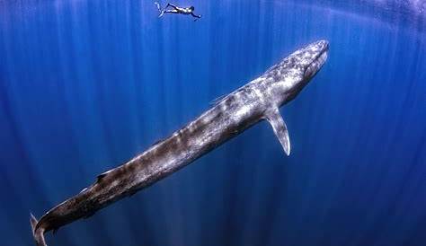 Blauwale: Sie tauchen nur ab, wenn es genug Futter gibt | Blauwal, Wal