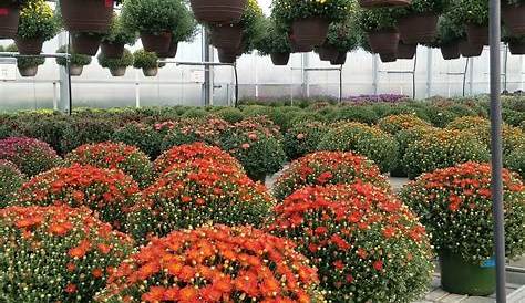 Blooms Greenhouse Growers Outlet 719 Hupp Rd, La Porte, IN 46350, USA