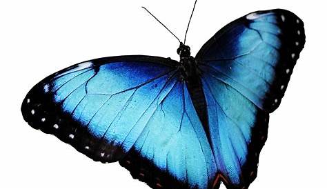 Download Blue Butterfly Png Image HQ PNG Image | FreePNGImg