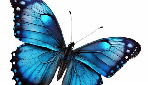 Light Effect Butterfly White Transparent, Light Effect Butterfly Blue