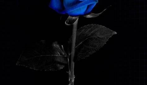 Blue Rose Wallpaper Iphone