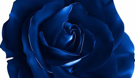 Blue Rose Stem PNG Transparent Clipart | Gallery Yopriceville - High