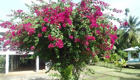 Korallenraute-Stämmchen - 1 Pflanze | Flowering trees, Balcony plants