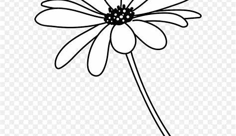 beautiful monochrome, black and white daisy flower isolated. for