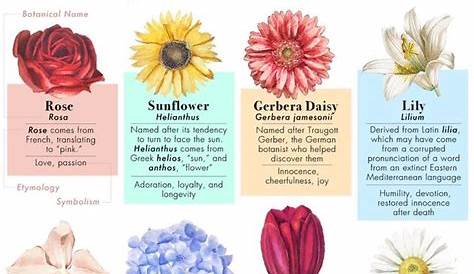 Die 9 besten Ideen zu Namen von Blumen | namen von blumen, blumen