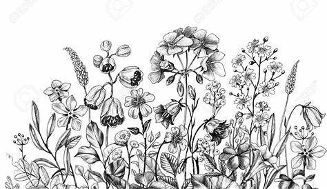 Vetor stock de Hand Drawn Line Illustration Iris Wildflowers (livre de