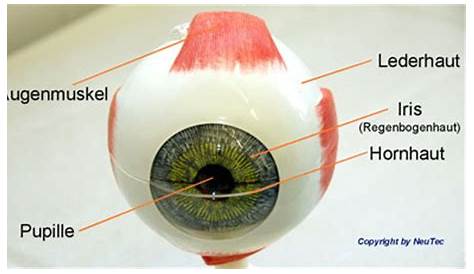 Pupillendistanz: So wird Ihr Augenabstand bestimmt | aumedo