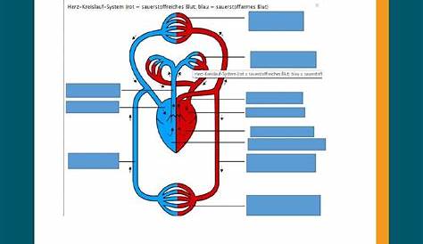 Blutkreislauf - Körper - Arbeitsblätter inkl. interaktive PDF