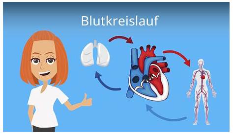 Blutkreislauf Arbeitsblatt 6 Klasse