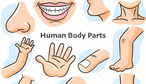 Human Body Parts Different Parts Body Teaching Body Details Cartoon