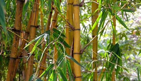 Bois Bambou Parquet En Infos, Pose, Prix Ooreka