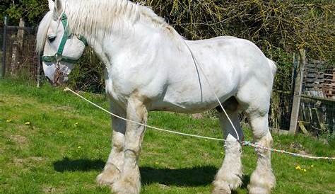 Boulonnais Draft Horse For Sale s Breed Info & Pictures At