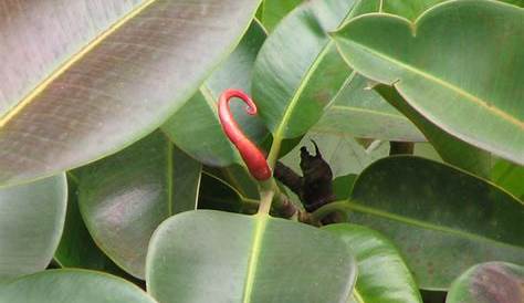 Ficus elastica : entretien, arrosage et bouture du caoutchouc