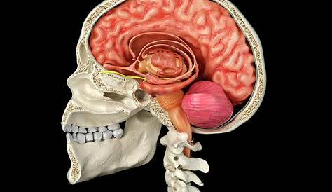 STOCK IMAGE, illustration of a brain inside the skull of a man, 111418