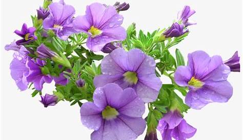 Purple Flower transparent PNG - StickPNG