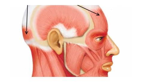 Frontalis muscle with human head facial muscular system outline diagram