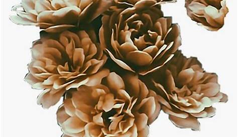 Pin by ♡ Dani ♡ on new mood in 2021 | Brown png aesthetic, Brown