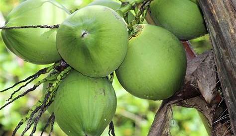Download free photo of Buah,kelapa,hijau,indonesia,fruits - from