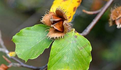 Hainbuche (Carpinus betulus): Blatt / Blattoberseite bestimmen - Hainbuche