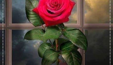 buenas noches con bellas rosas | Imagenes de rosa rojas con frase de