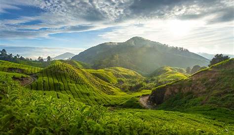 The Malaysian highlands – comprising Bukit Tinggi, Cameron Highlands