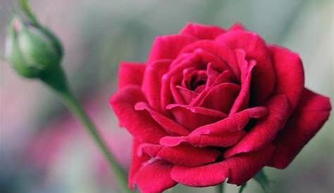 Fakta Menarik Tentang Bunga Mawar - BibitBunga.com
