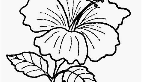 Bunga Raya Colouring Page / Blumenvorlage Mit Schwarzer Linie Poppy Und