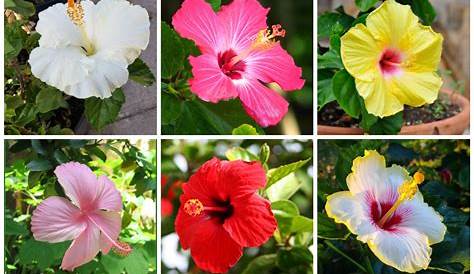 Bunga Raya | The scientific name for this plant is Hibiscus … | Flickr