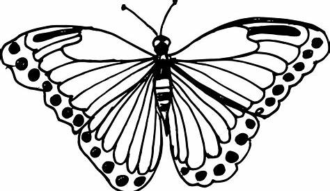 10 Butterfly Drawing (PNG Transparent) | OnlyGFX.com