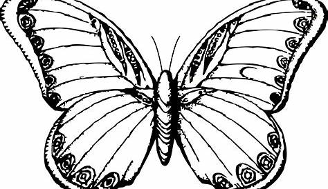 Butterfly Line Art - ClipArt Best
