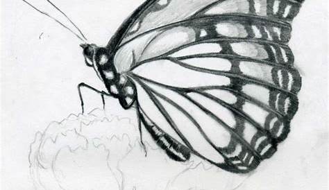 Butterfly Pencil Drawing For Kids Images Simple s Easy Clip Art Line Art