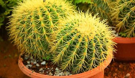 Cactus Plant Price In India