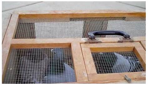 racing Pigeon breeders for sale - YouTube