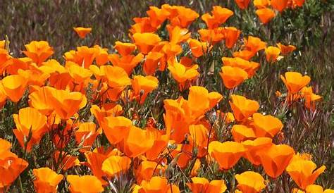 Descubriendo La Exuberante Flora Y Fauna De Baja California