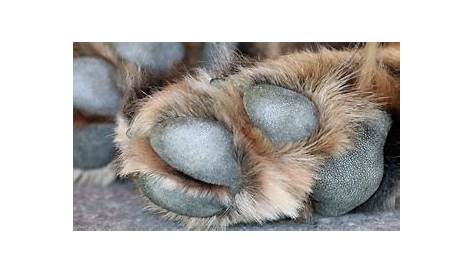 What causes calluses on my dog’s hind paws between the toes and heel