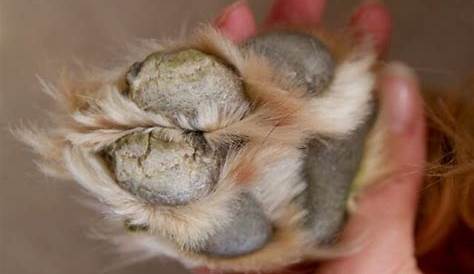 Dog Paw Pad Callus: Prevention and Removal | Our Fit Pets