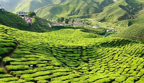 Cameron Highland, Malaysia stock image. Image of leaf - 10965061