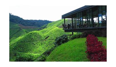 50+ Tempat Menarik Di Cameron Highlands [TERKINI]