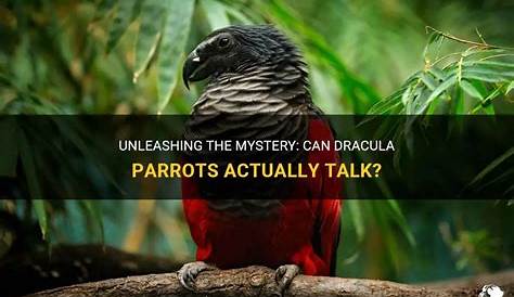 Unveiling The Secrets: Can Dracula Parrots Talk?