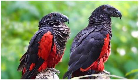 In Pics Dracula Parrot, A Rare VultureParrot Hybrid Is Probably The