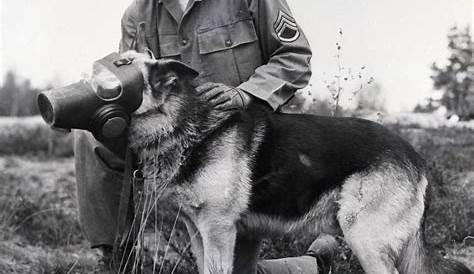 A dog with a canine gas mask being pictured with his handler, France