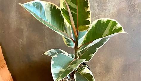 Caoutchouc - Ficus elastica