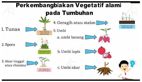 Cara Berkembang Biak Tanaman