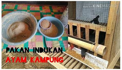 Cara Mudah Membuat Pakan Alternatif Untuk Ayam Kampung - Murah dan